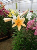 [4164 Valverde Mak No01.JPG]